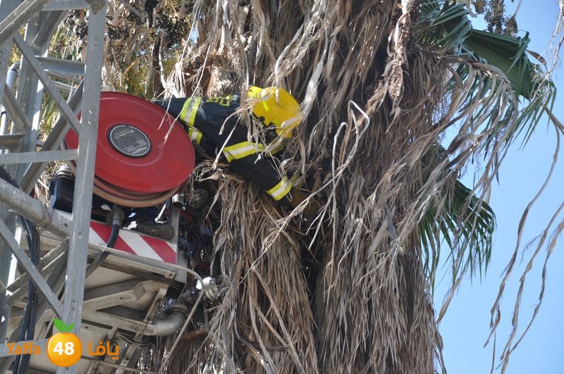 cat lud 910 (15).JPG